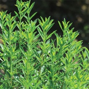 Winter Savory
