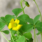 Common Yellow Woodsorrel (Oxalis Stricta)