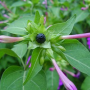 Marvel of Peru (Mirabilis Jalapa)