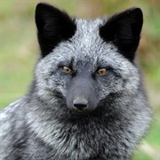 Silver Fox