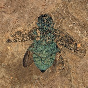 Messel Pit Fossil Site, Germany