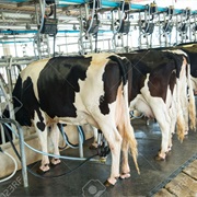 See Cows Being Milked