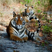 Corbett National Park, India
