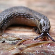 Garden Slug