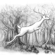 White Stag