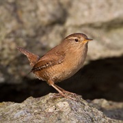 Eurasian Wren