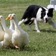 Border Collies at Work