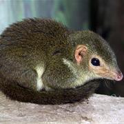 Northern Treeshrew