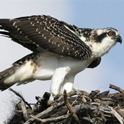 Osprey
