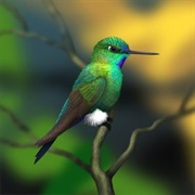 Turquoise-Throated Puffleg (Possibly Extinct)