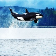 Orca Spotting in British Columbia