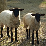 Bringing Sheep to Class