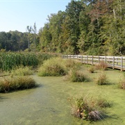Newman Wetlands Center, Atlanta, Georgia