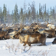 Yamal Peninsula, Russia