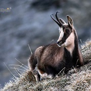 Pyrenean Chamois