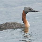 Great Grebe