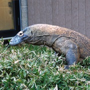 Seeing a Komodo Dragon at the National Zoo, Washington, DC