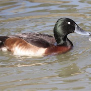 Baer's Pochard