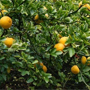 Japanese Bitter-Orange (Trifoliate Orange)