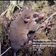 White-Bellied Slender Opossum