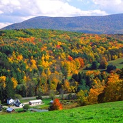 Watch the Leaves Change