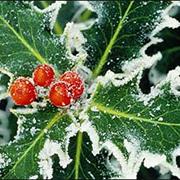 The Holly and the Ivy