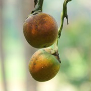 Areca Nut