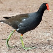 Gallinule