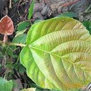 WILD FIG LEAF