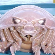 Giant Isopod