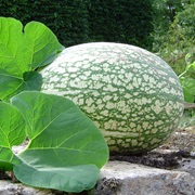 Fig-Leaf Gourd (Cucurbita Ficifolia)