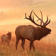 Elk Scenic Drive, Benezette, Pennsylvania