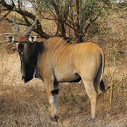 Eland