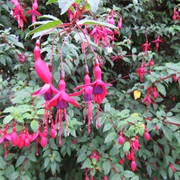 Chichester Bishop's Palace Garden