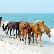 Spot the Wild Horses Roaming the Beach in Assateague