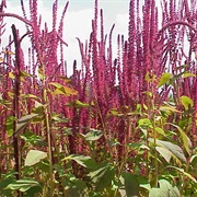 Blood Amaranth (Amaranthus Cruentus)