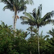 Patawa (Oenocarpus Bataua)