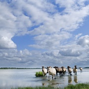 Lauwersmeer National Park