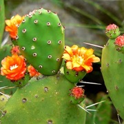 Take Photos of Seasonal Flowers/Plants