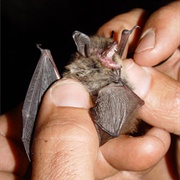 Whiskered Bat