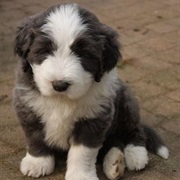 Bearded Collie