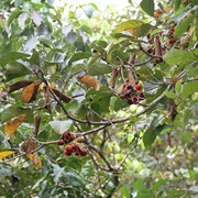 Sterculia Tragacantha