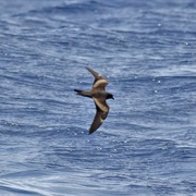 Swinhoe's Storm-Petrel