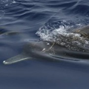 Amoux's Beaked Whale