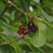 Bitter-Berry (Prunus Virginiana)