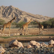Al Ain Zoo