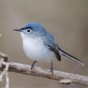 Blue-Gray Gnatcatcher