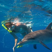 Swim With Wild Dolphins