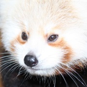 Red Panda