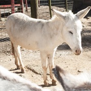 Donkey